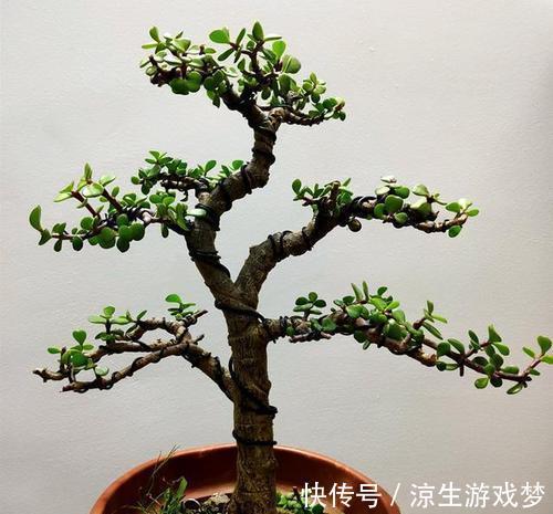 张大姐养了一种绿植，几年后大家都说太美了