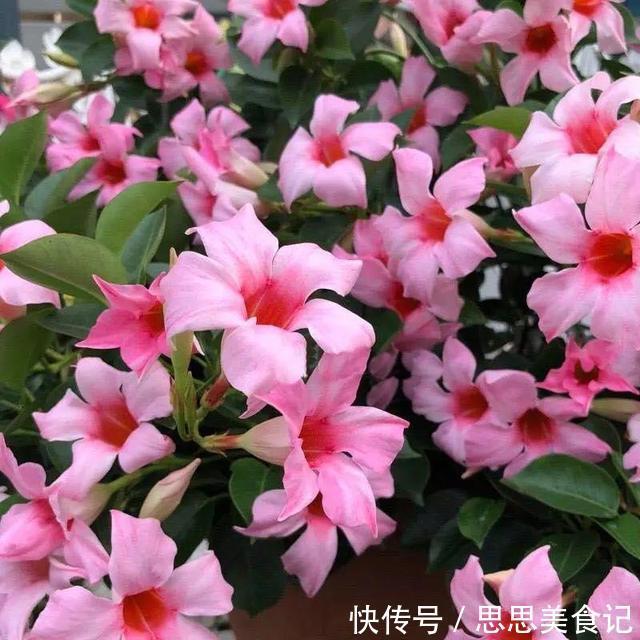 这花一开就是大半年,枝条沾水就活,根比萝卜还粗