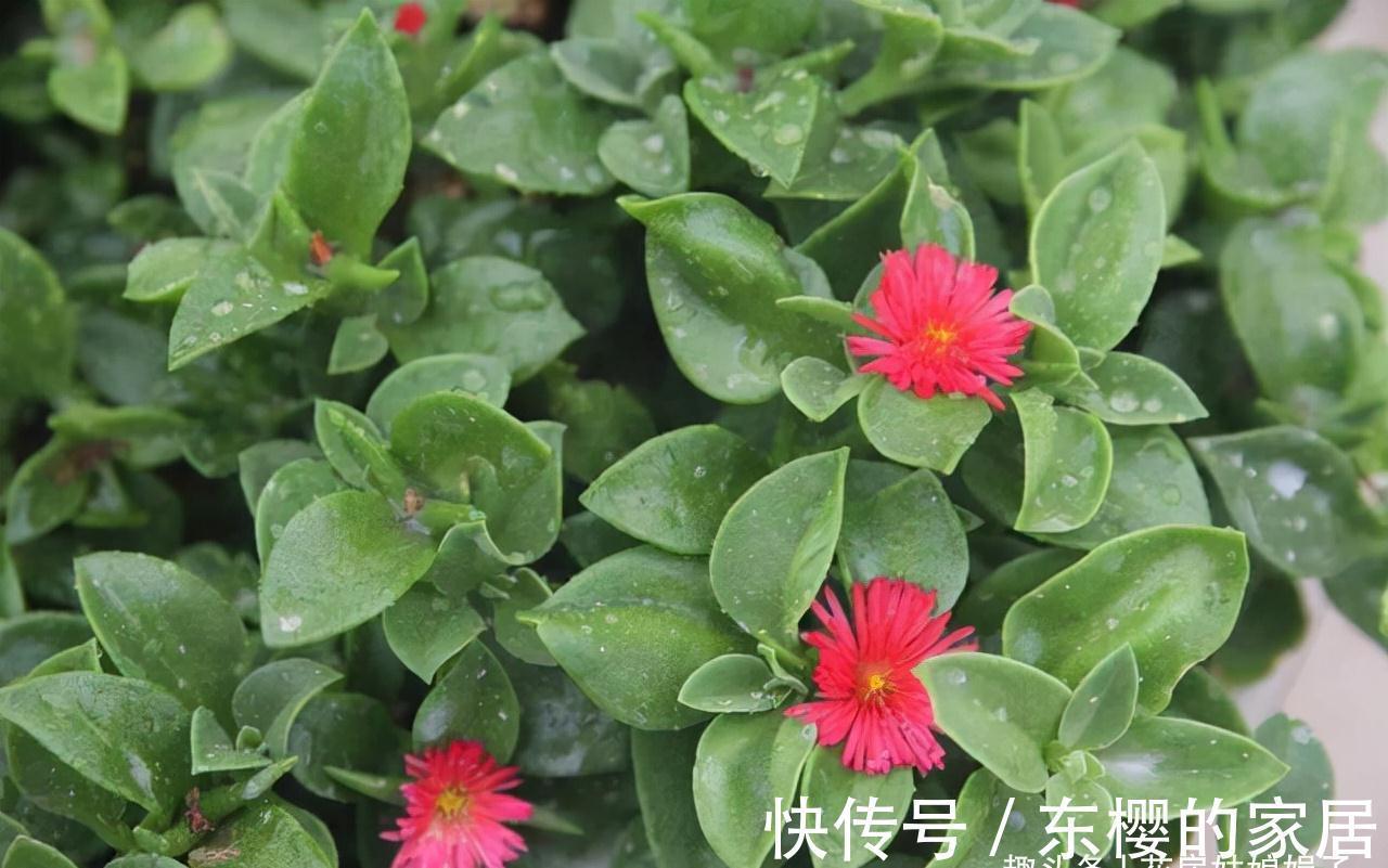 这4种花，适合在秋季进行扦插繁殖，快行动起来吧！