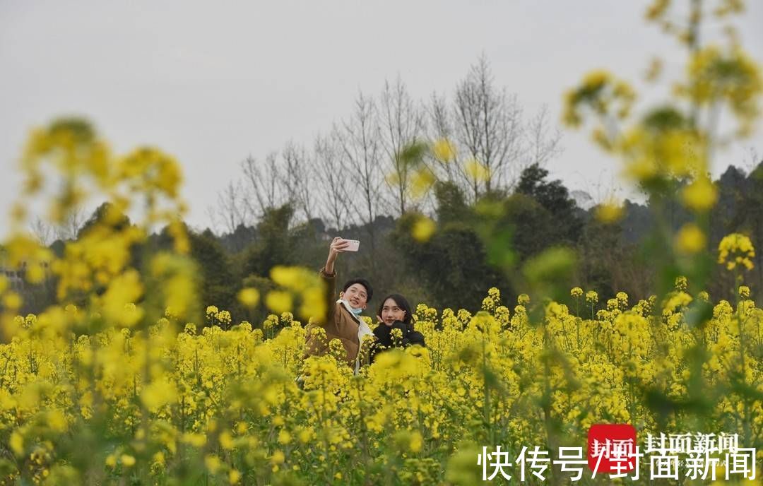 踏青|成都郊外油菜花已悄然绽放 周末搭上开往春天的地铁去赏花踏青