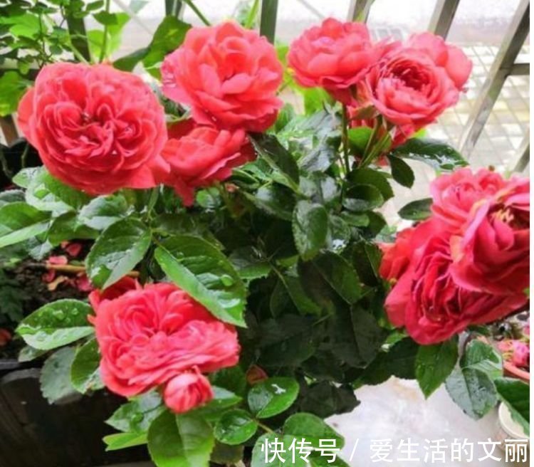 花卉|家里阳台必养此款花卉,谁见了都喜欢,花朵漂亮,花开旺!