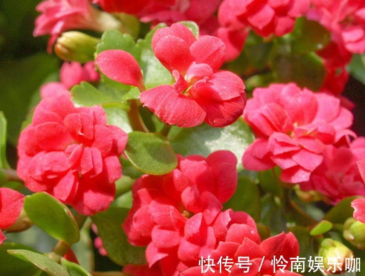 花期长,花色美,养护好,价值高,你了解过吗