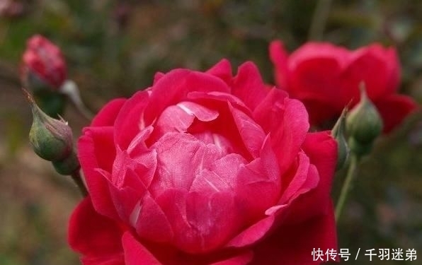 关键|婆婆养月季只选一种,好养抗性强,关键“爱”开花,比养欧月实在