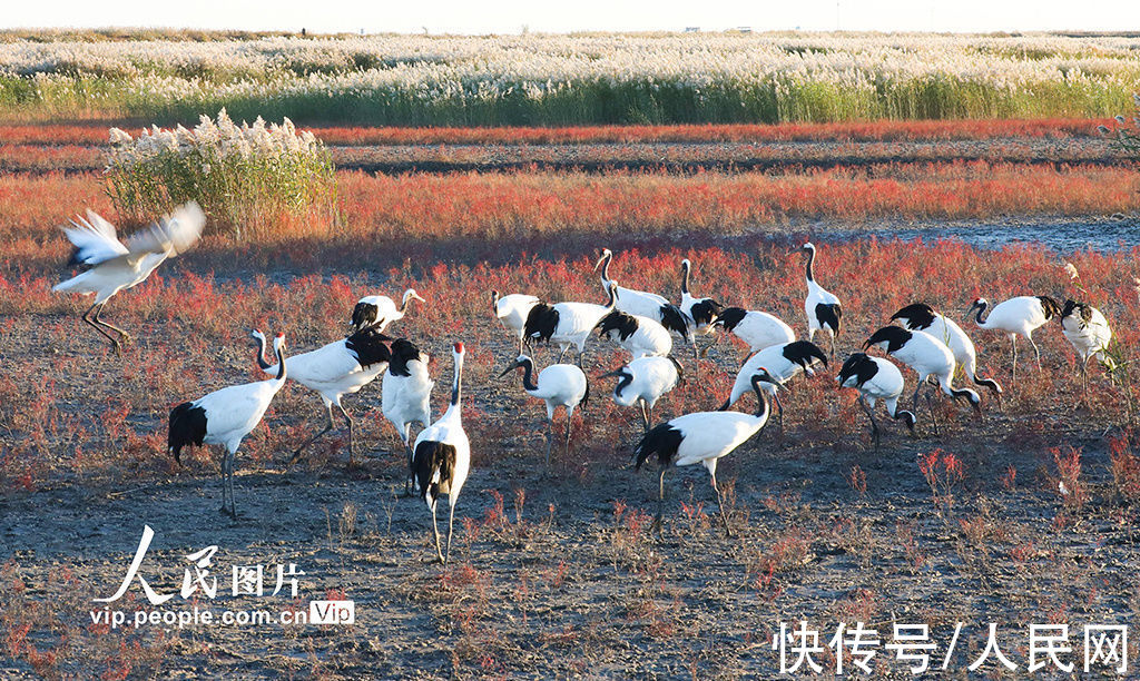 盘锦|辽宁盘锦：辽河口湿地红滩鹤曼舞