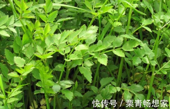 马齿苋|10种野菜辨别图，遇见了记得摘回家，再不摘点尝尝，下个月就老了