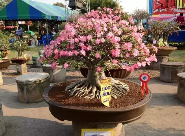 逛街碰到2种花,再喜欢也别买,买了就上当,根本活不了!