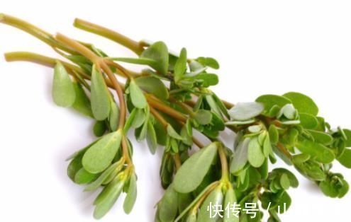 马齿苋|五种常见野草，能使白发逐渐变黑发，今后不用依靠染发剂了！