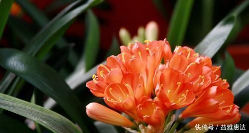 养君子兰有3忌,避开不黄叶不烂根,猛窜大白根,呼呼冒花箭