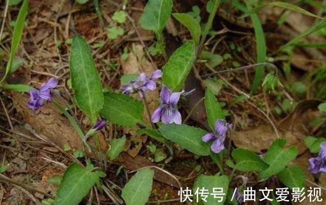 神王|农村一种野草叫“紫花地丁”，过去当喂猪草，殊不知是名贵中草药