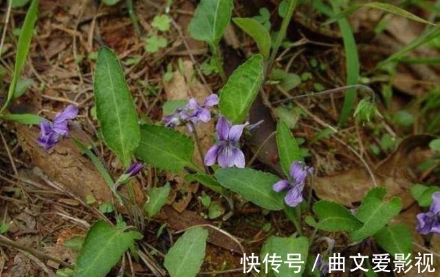 神王|农村一种野草叫“紫花地丁”,过去当喂猪草,殊不知是名贵中草药
