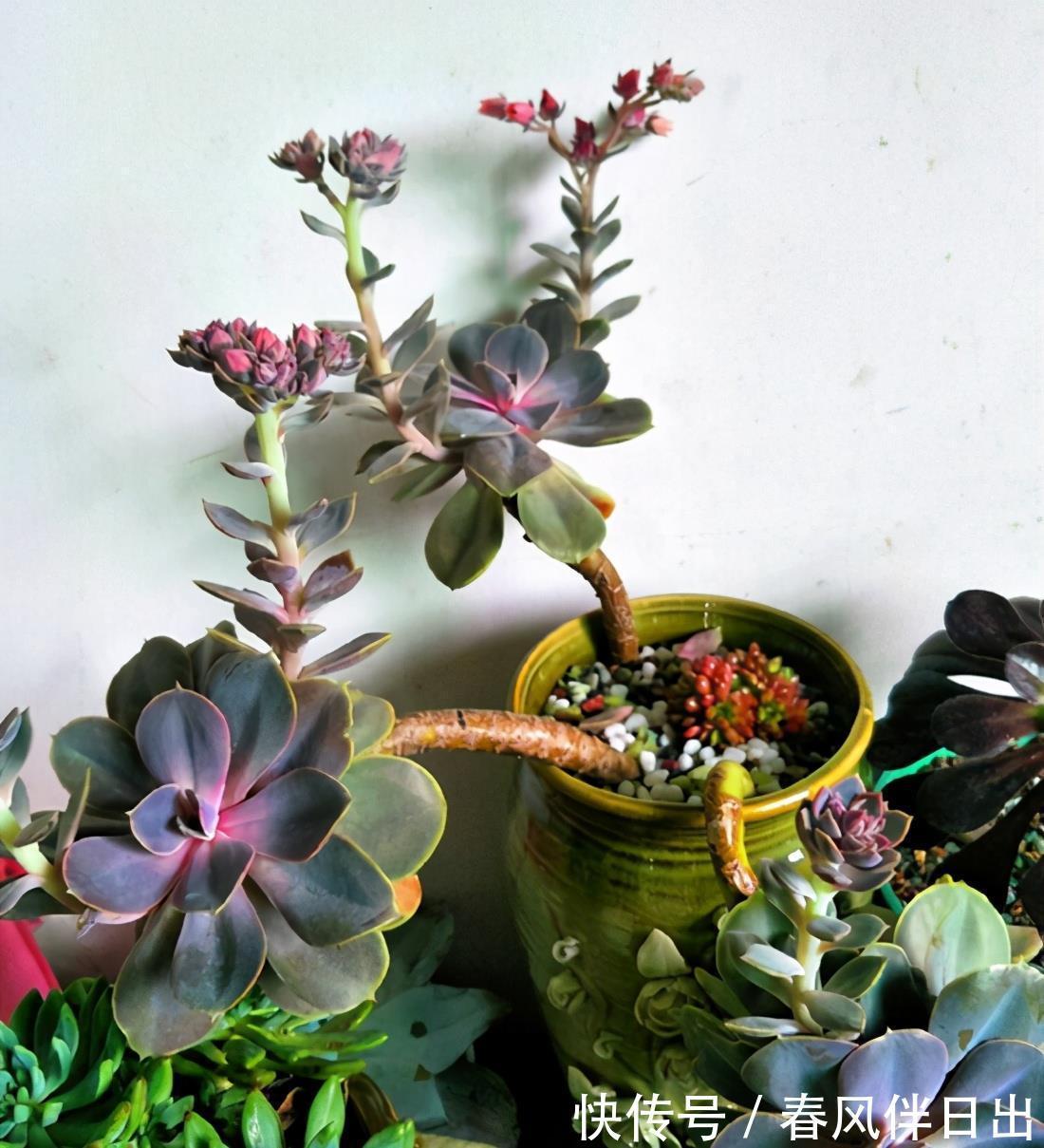 植株|多肉开花怎么办,花开完了怎么处理