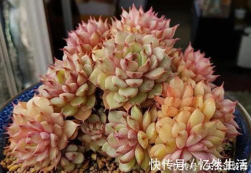养护|“混血”多肉美极了,皮实颜值高,养护更简单,养几棵真过瘾