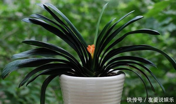 君子兰养了多年不见长，这3个问题是“病因”，赶紧解决吧