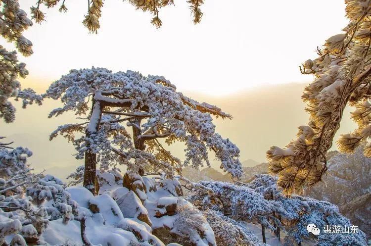 泰山银装素裹后石坞，雪松玉树赛仙境！