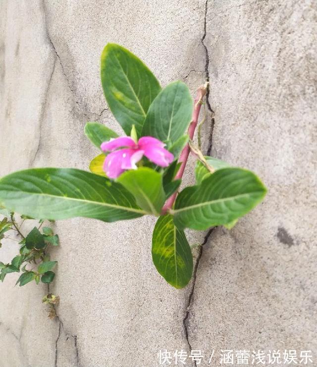 花盆|真正的花坚强，墙缝、地缝都能长，开花特别旺！