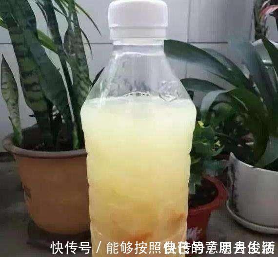 矿泉水瓶|绿萝最爱喝的5种水，喝完长得贼快，叶子像刷了“绿油漆”