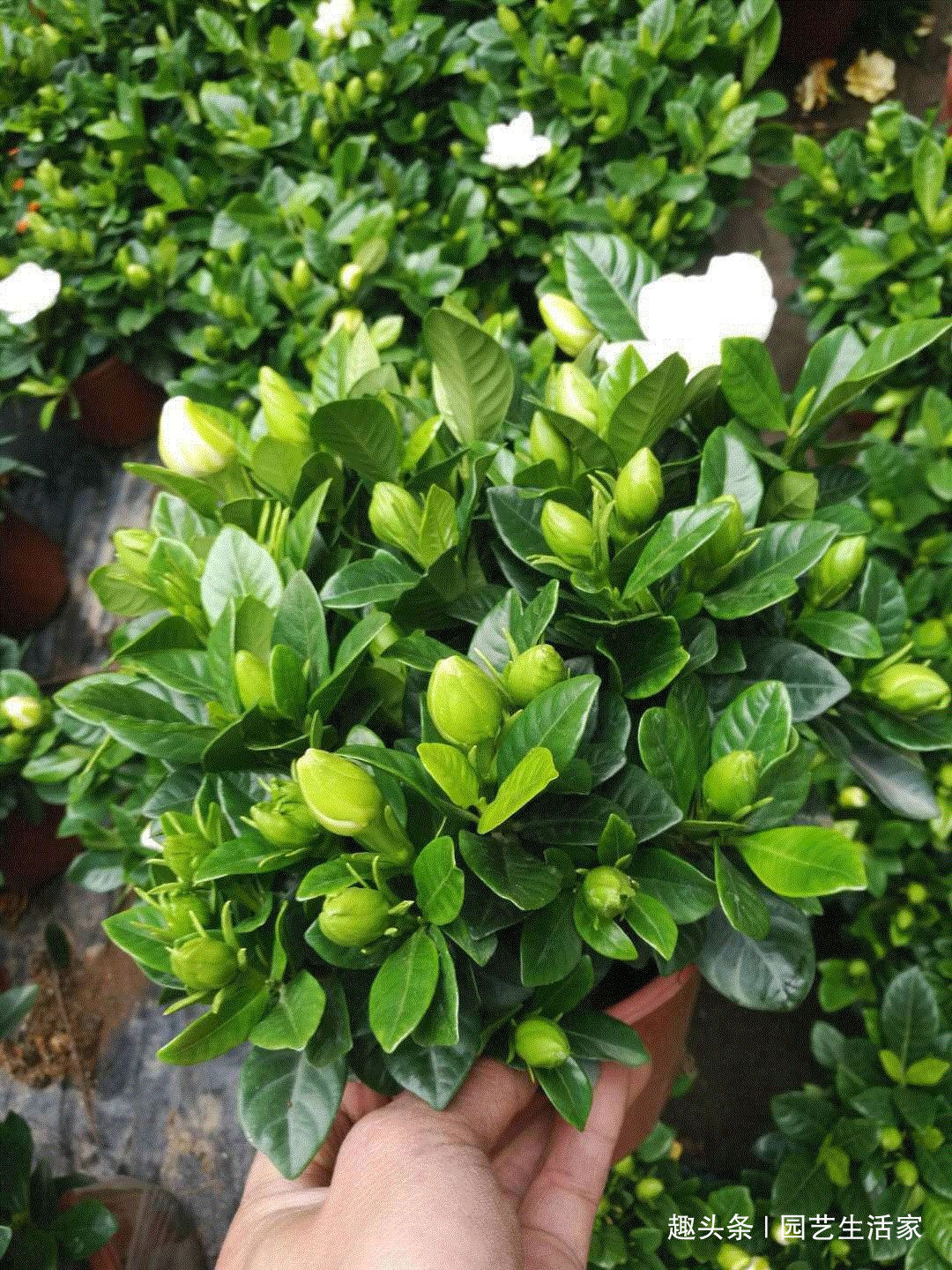 修剪|栀子花盆里埋上一勺它,浇水再加一勺醋,30天冒出500个花苞