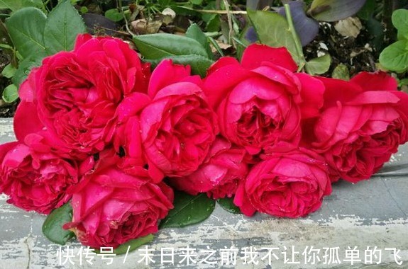 秋天给月季浇点这种水，不黄叶不生病，花苞长不停！
