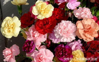 此花是母爱之花,绚丽怡人,代表着伟大的母爱,让人深深的感动!