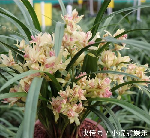 此兰|此兰被誉为多瓣奇花经典之首,花中有花,簇拥开放,便宜还好养