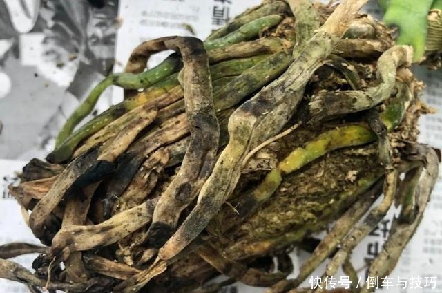 8种花,开完花别急着丢,剪一刀还能继续开!