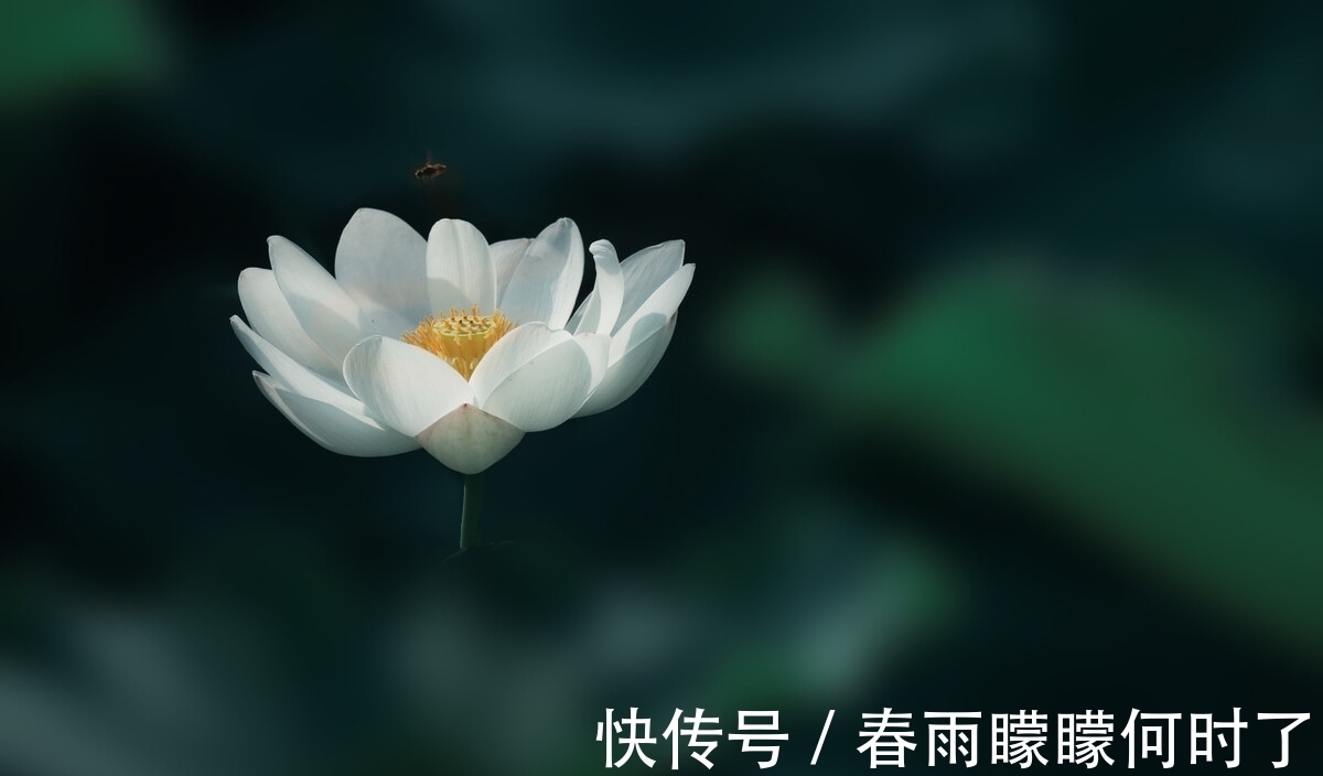 缃帙乱!一窗冷雨,一枕新凉,谁看尽旧时书,谁洒尽今生泪