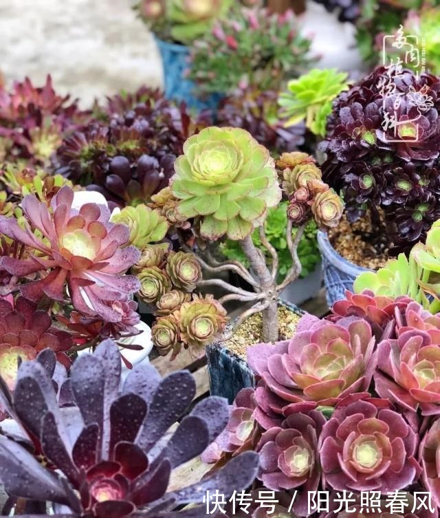 多肉法师欣赏在最美法师季,法师丛中一定住着小天使!