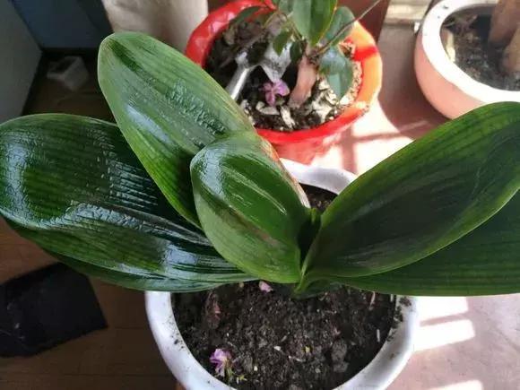 4种花再好看也别买,养不活不值钱,还惹一肚子气!