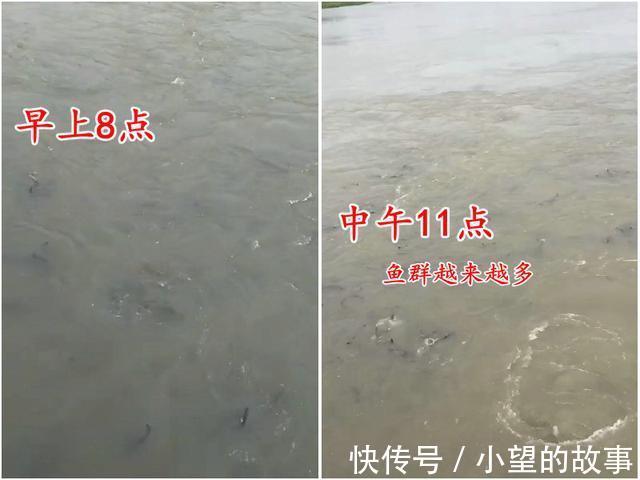 洪湖河道鲢鳙成灾，黑压压一片都是鱼邓刚来了也犯怵