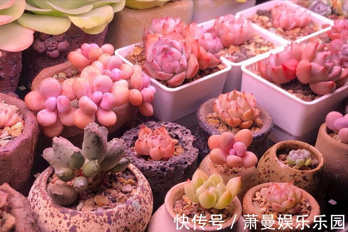 浇水|8种“漂亮花”,冬天要“虐着养”,越虐越健康,不然很难过冬