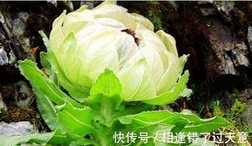 第一次养花,就养一盆“名贵之花”雪莲,花型奇特,富贵雍容