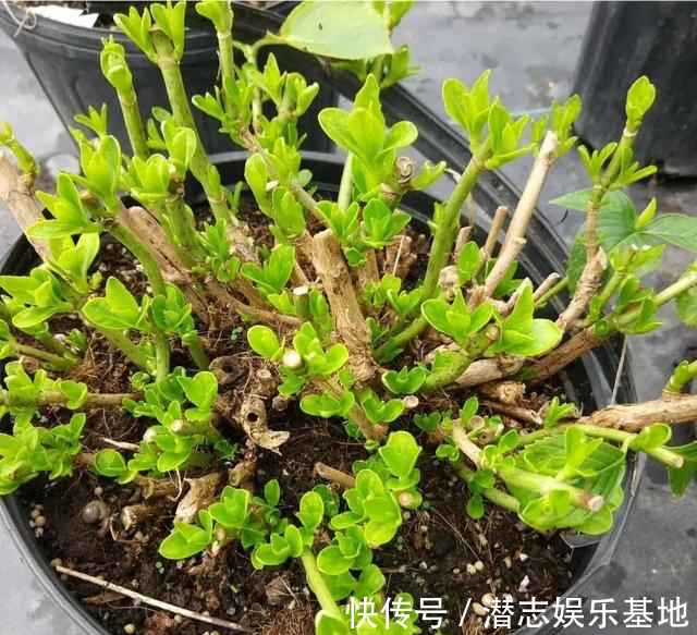 6种“漂亮花”,长了就狠剪,舍不得剪害处大,耽误一年开花量
