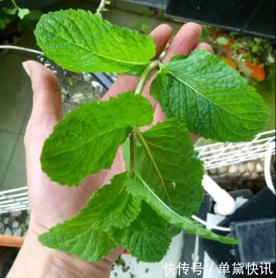 这5种花随便掐个枝就活,新手懒人花友千万别错过!