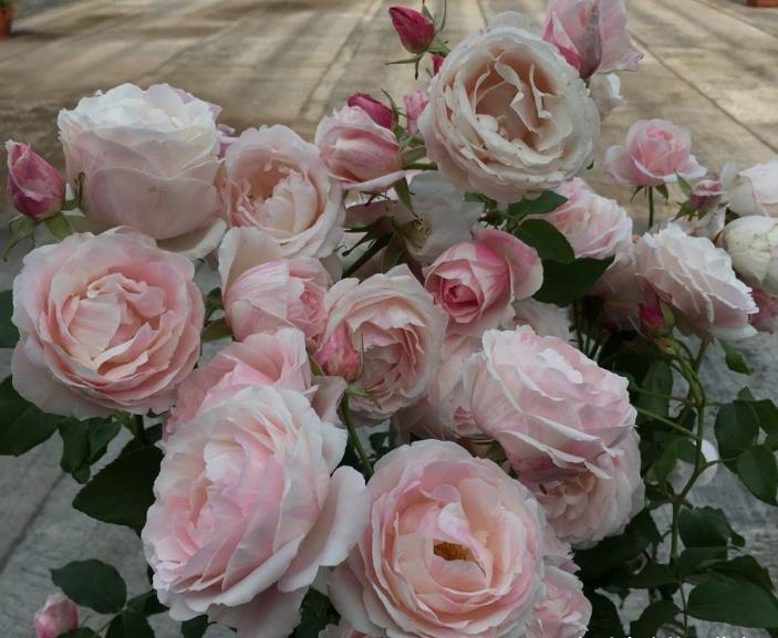 月季出现这种枝条,开花会很少,如果发现,要及时剪掉