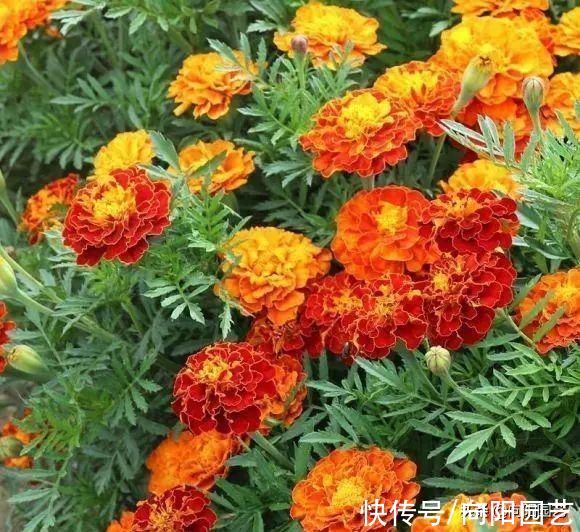 萌发生长|8种可地栽花卉，买点花种子，撒到家门口，一到夏天全是花