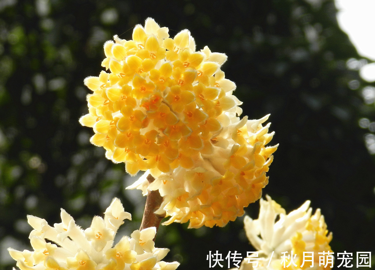 打结|此花是我国的爱情树,具有很高的中药价值,代表着羁绊和结发夫妻