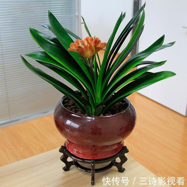 养护|君子兰有点“怪”，喝上这种水，变成“开花机器”，特别漂亮