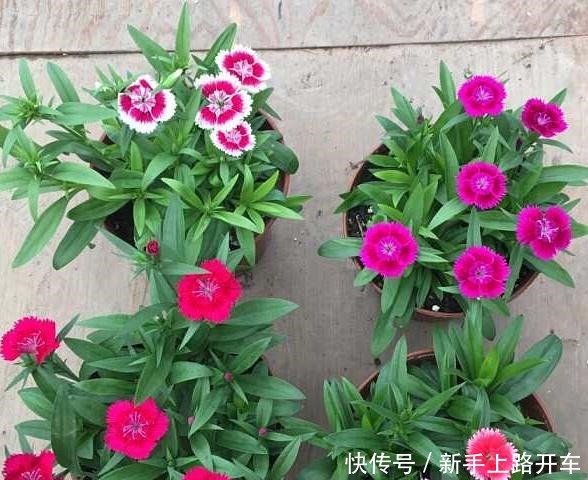 养花就养1盆它,种子撒盆里,1周发芽,开花多,从春开到秋!