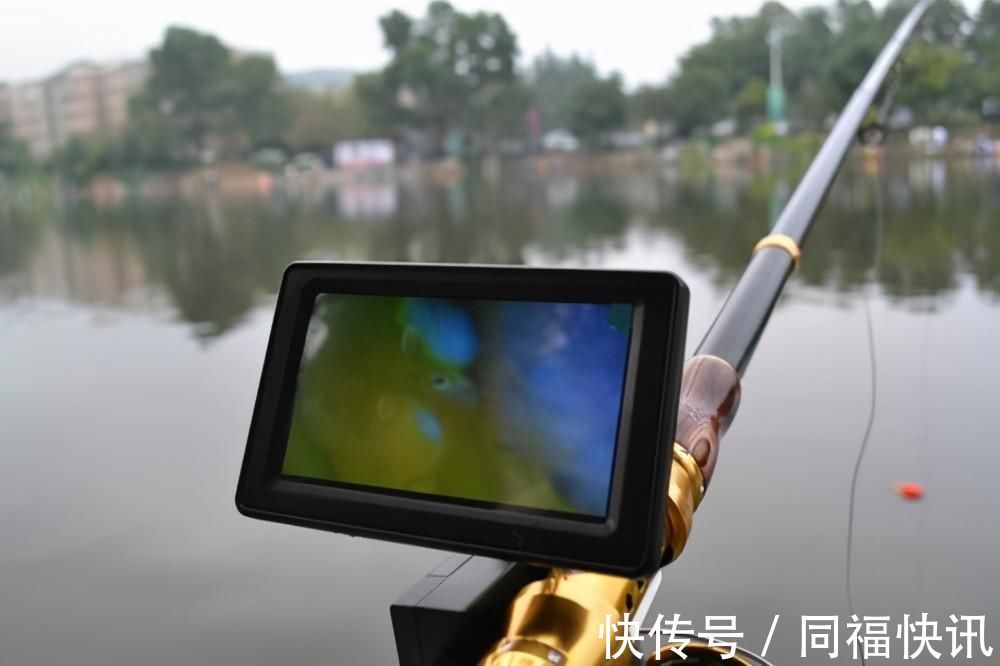 养殖户|三千斤翘嘴一夜被钓完，“神饵泥鳅”为何让老大爷欲哭无泪？