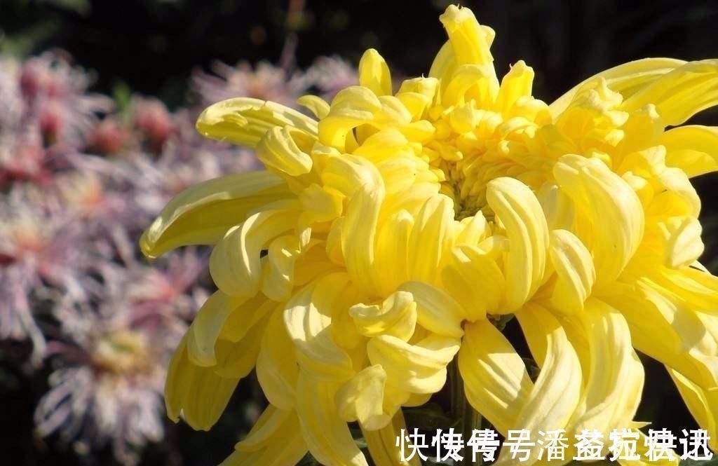 陶渊明#元稹最经典的一首咏菊诗,写出了不一样的菊花,通篇美得令人心醉