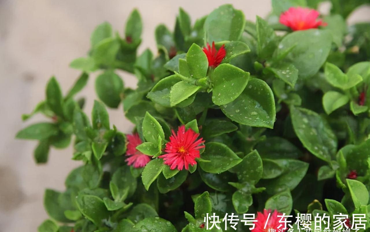 这4种花，适合在秋季进行扦插繁殖，快行动起来吧！