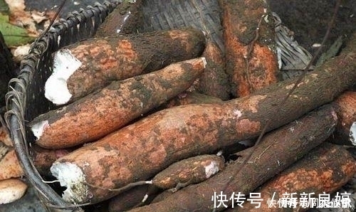 木薯|此高营养的植物却含有毒素，美国人从不碰，大家却常吃