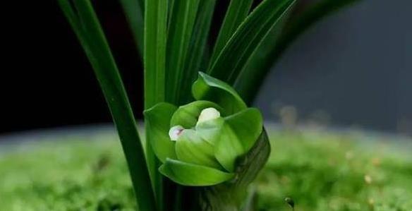 兰花|兰花叶片按照叶形可分为几种?怎么区分?老兰友:至少7种