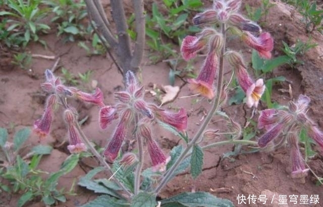 农村的这种野菜，能抗胃部溃疡，赶紧收藏在村里找一下