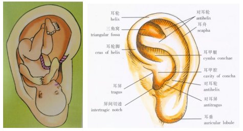 治疗|不打针,不吃药,仅靠耳穴压豆也可治疗小儿这些疾病