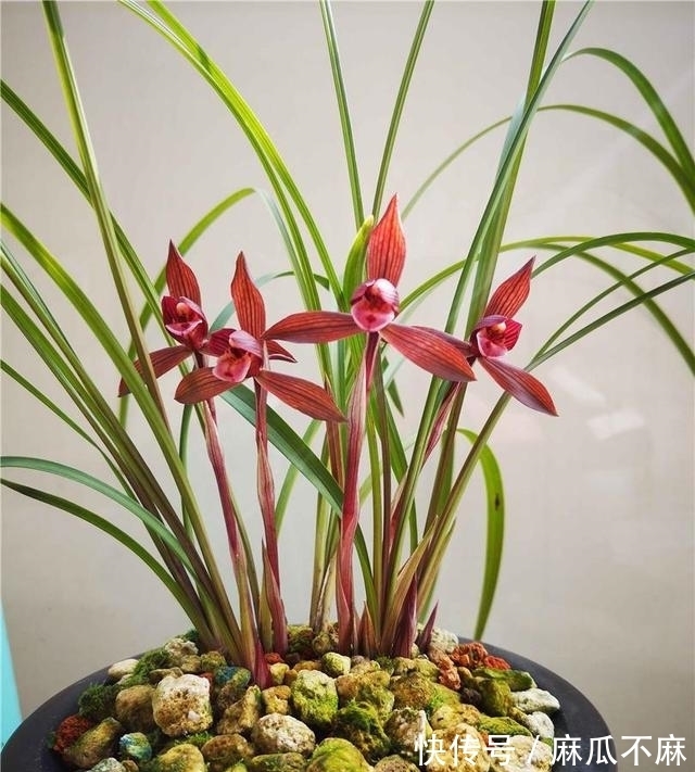 这款兰花“妙不可言”,花色跟香味堪称顶级,美得让人移不开眼!