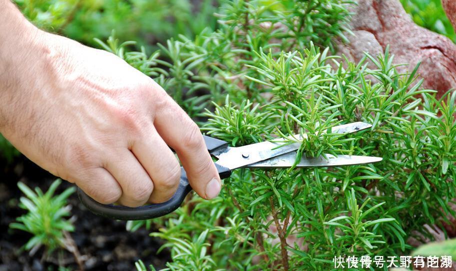 紫苏|这6种植物是生活的好帮手，家里养一盆，好看好养还可备不时之需