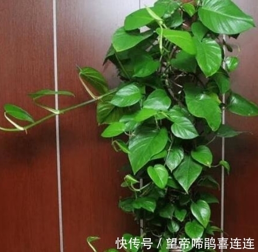 隔壁大爷把“塑料瓶子”绑起来，绿萝盆栽，被他养成一棵绿萝树