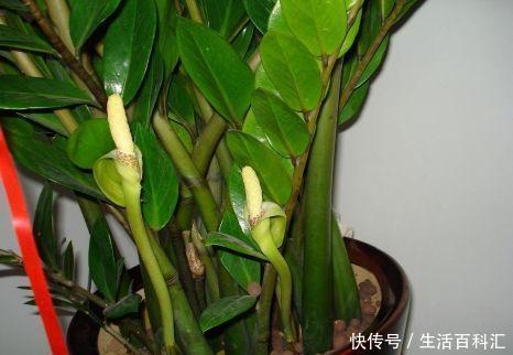 好运|家养金钱树,好运天天来,金钱树养开花,明年就要发财啦