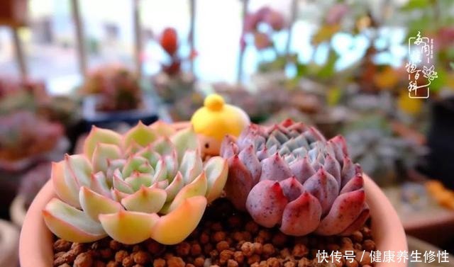 冬季，属于多肉的季节！养多肉的你喜欢冬天吗！
